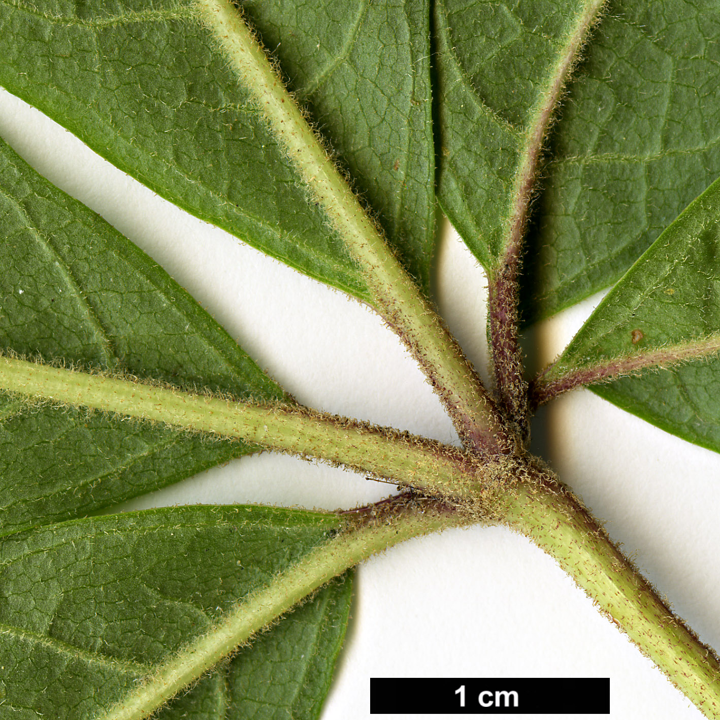 High resolution image: Family: Araliaceae - Genus: Eleutherococcus - Taxon: leucorrhizus - SpeciesSub: var. leucorrhizus High resolution image: Family: Araliaceae - Genus: Eleutherococcus - Taxon: leucorrhizus - SpeciesSub: var. leucorrhizus